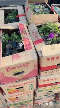 高度20厘米美女樱