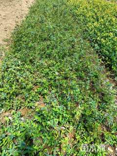 高度30厘米金丝桃