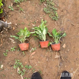 高度27厘米花叶玉簪