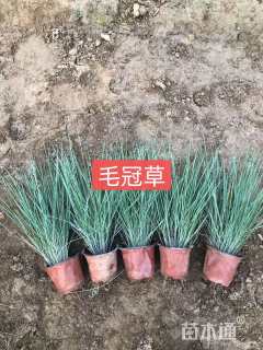 高度25厘米坡地毛冠草