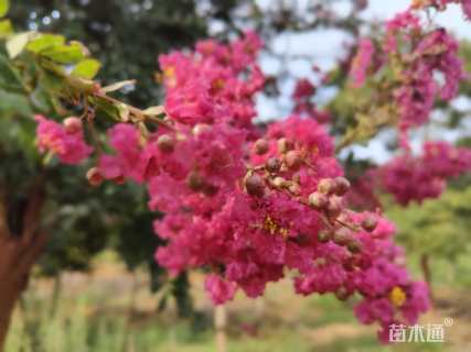 15公分小叶紫薇