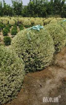 高度150厘米金姬小蜡