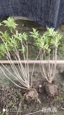 高度120厘米红王子锦带