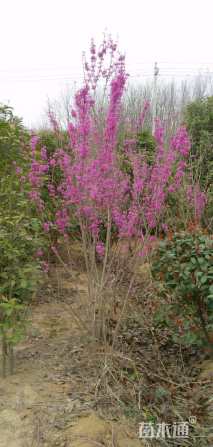 高度200厘米紫荆