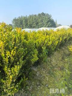 冠幅100厘米瓜子黄杨球