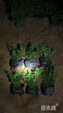 高度15厘米满天星