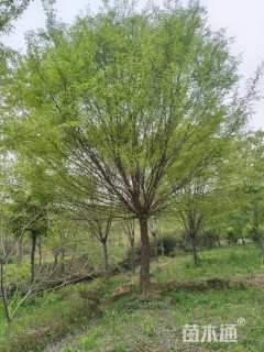 40公分丛生榔榆