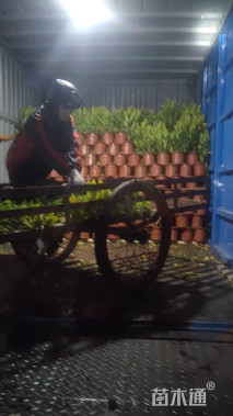 高度25厘米洒金珊瑚