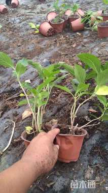 高度30厘米无尽夏绣球