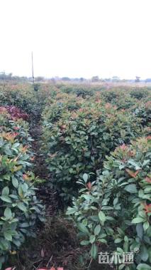 冠幅80.1厘米红叶石楠球