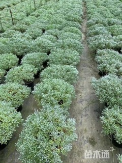 高度30厘米芙蓉菊