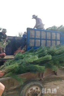 高度50厘米黑松