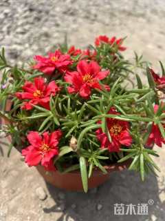 高度10厘米太阳花