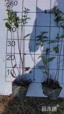 高度50厘米贴梗海棠