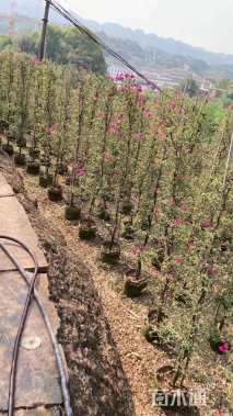 高度200厘米三角梅柱