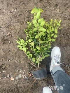 高度60厘米金森女贞