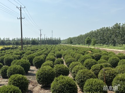 冠幅80厘米瓜子黄杨球