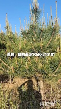 11公分造型松
