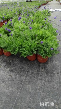 高度25厘米薰衣草