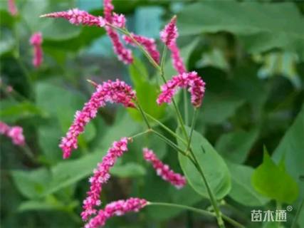 高度50厘米红蓼