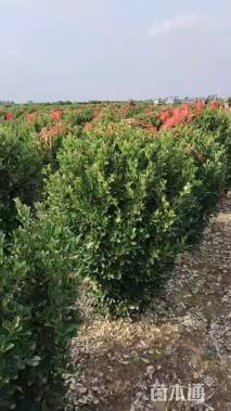 高度150厘米大叶黄杨柱