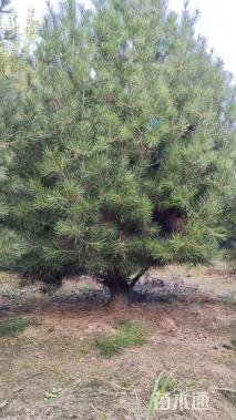 高度350厘米白皮松