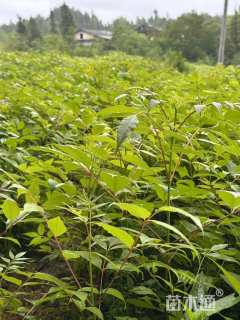 高度60厘米鸡脚连