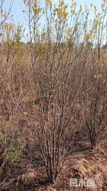 高度180厘米丛生花石榴