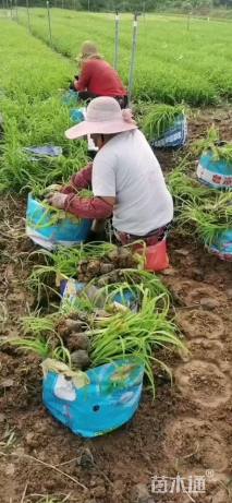 高度30厘米大花萱草