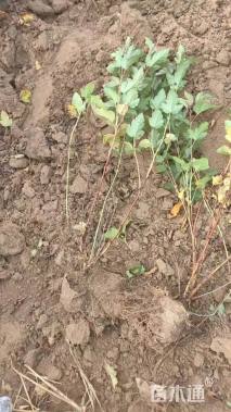 高度100厘米紫叶风箱果球