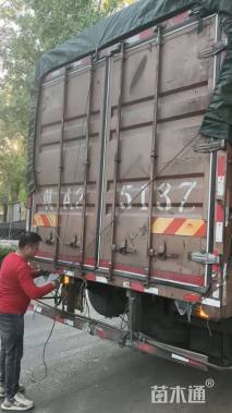 高度20厘米桔梗