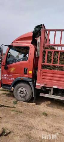 草卷状早熟禾草