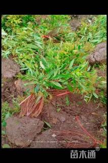 高度50厘米粉花绣线菊