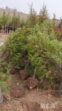 高度200厘米侧柏