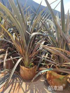 高度60厘米赛亚麻