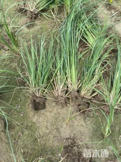 高度50厘米蒲苇