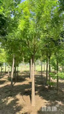 6公分高杆金枝槐