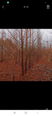 10公分金叶水杉