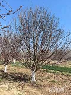 20公分绚丽海棠