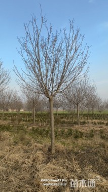 12公分高杆早樱