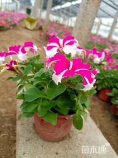 高度20厘米牵牛