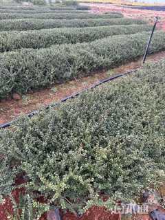 高度45厘米龟甲冬青小苗