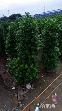 高度140厘米火山榕