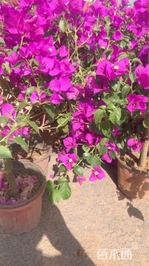 高度50厘米三角梅