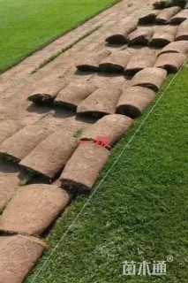 草卷状马尼拉草