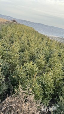 高度150厘米青海云杉