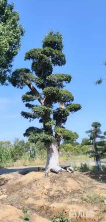 65公分造型榆树