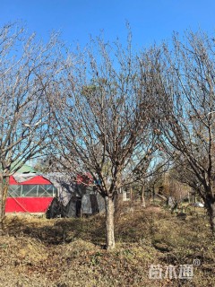 20公分日本晚樱