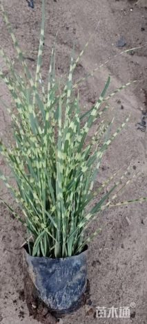 高度80厘米斑叶芒