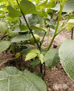 高度60厘米核桃小苗